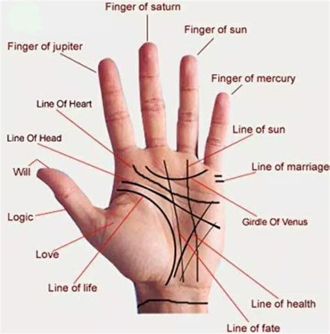 Palm Lines Meaning: Understanding the Secrets of Your Hands | Palm ...