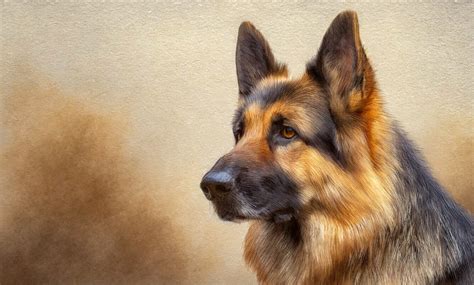 Animal Dog Digital Drawing Free Stock Photo - Public Domain Pictures
