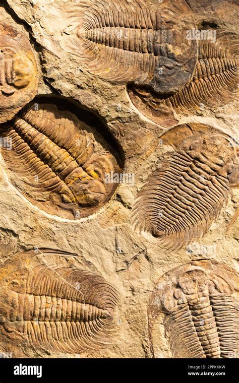 Fossil of Trilobite - Acadoparadoxides briareus - ancient fossilized arthropod on rock ...