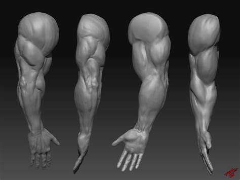 Muscular Arms Sculpted by RAM by robertmarzullo on DeviantArt