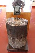 Category:Exhibitions in Petrified Forest National Park - Wikimedia Commons