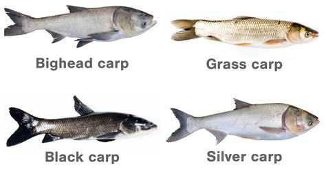 Creature Feature: Grass carp