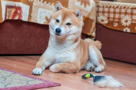 Shiba Inu Shedding, Brushing, & Bathing - Full Grooming Guide - Bark How