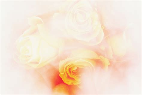 Bouquet Of Yellow Roses Flower Free Stock Photo - Public Domain Pictures