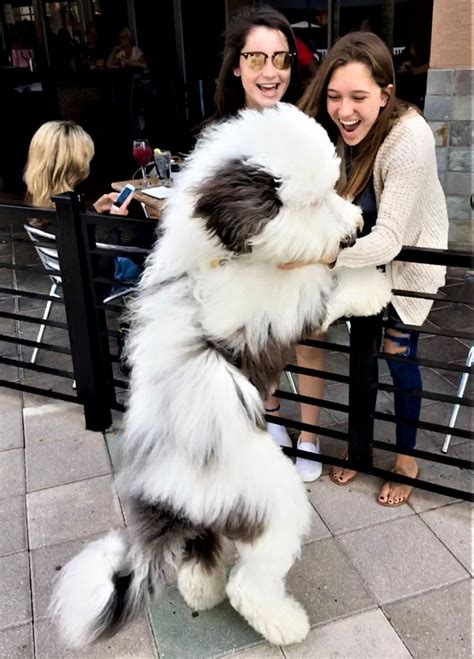 Sheepadoodle - Designer dog breed - Sheepadoodles - Poodle Old English Sheepdog mix. Poodle Mix ...