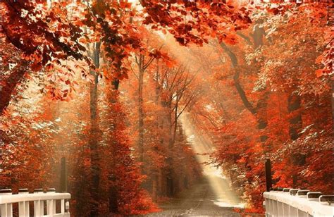 Top hơn 102 ảnh phong cảnh mùa thu đẹp tuyệt vời nhất - Starkid