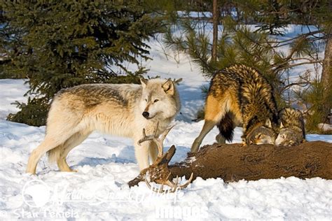 Gray Wolf (Canus lupus) pack eating white-tailed deer in winter Under controlled conditions I ...