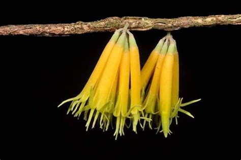 New mistletoe species found only in Negros Oriental named after Philippine wildlife biologist ...