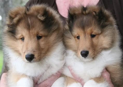 Miniature Sheltie Puppies - Profile | Care | Breeding - DogDwell