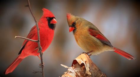 "Male & Female Northern Cardinals" by Quantummist | Cardinal birds, Northern cardinal, Pretty birds