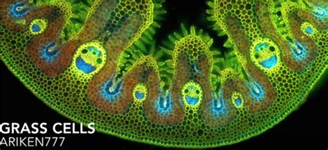 Electron microscope image of happy grass cells! Time stamp 15:23 ...