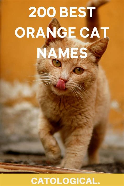 Top 200+ Names For Orange Cats: Funny, Traditional, Unique, And More! | Male cat names unique ...