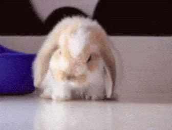 Sleepy Faint GIF - Sleepy Faint Bunny - Discover & Share GIFs