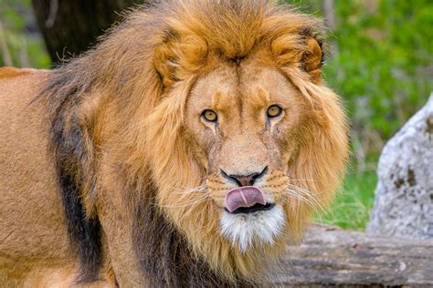 African male lion, carnivore wildlife. | Free Photo - rawpixel