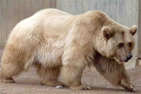 10 Intriguing Facts About the Pizzly Bear You Probably Didn’t Know ...