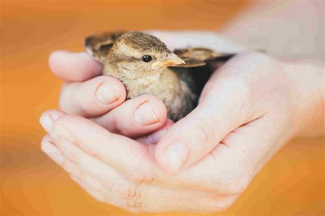 Advice on How to Hold a Bird Safely