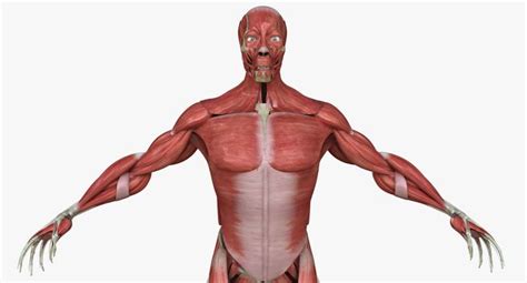 Full Human Muscle Anatomy Medical Edition 3D model | CGTrader