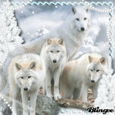 Wolfs Contest!do not copy my work . | Wolf photos, Wolf dog, Animals beautiful