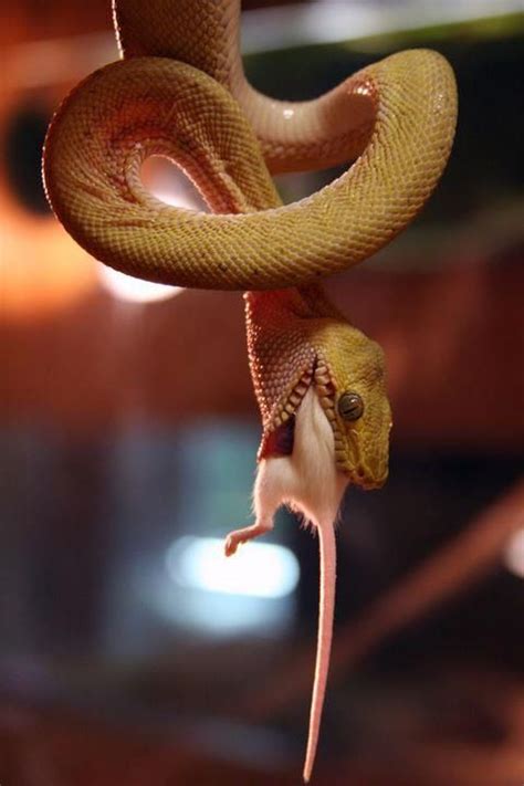 snake eating rat | Snake photos, Snake illustration, Cute snake