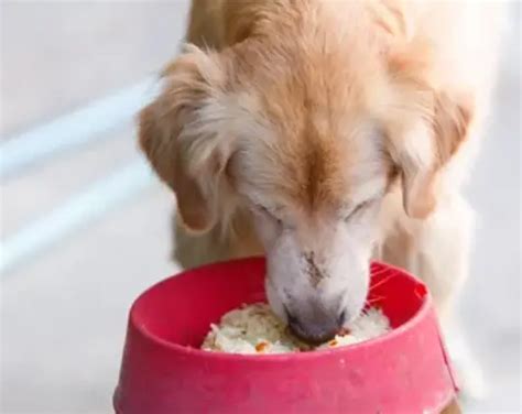 Rice and Chicken Recipes for Dogs That Love to Eat