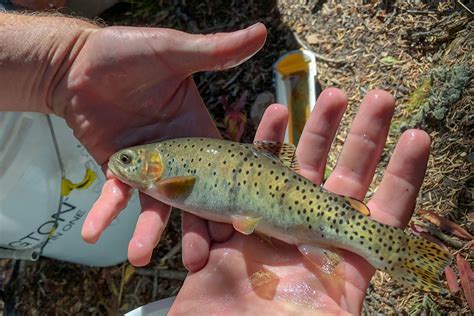 Colorado’s state fish, once considered extinct, is reproducing ...