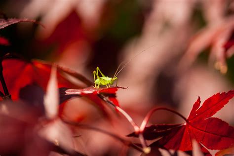 Aphid on a Maple Tree | kitskel | Flickr