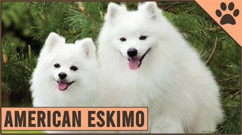 Are American Eskimo Dogs Intelligent? The 18 New Answer - Chambazone.com