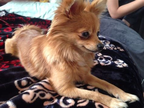 43+ Chihuahua Pomeranian Mix Puppies For Sale Photo - Bleumoonproductions