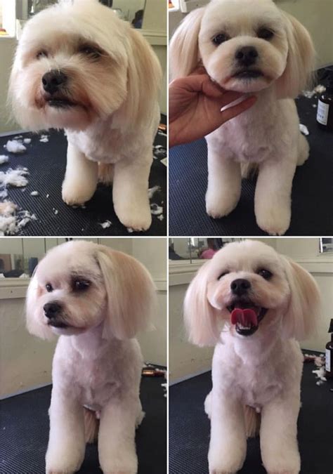 Teddy Bear Dog is a mix of ShihTzu/Bishon or Bishon/Poodle -Grooming ...