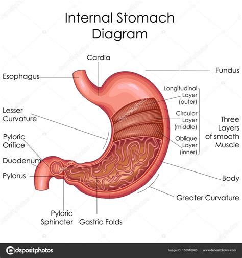 Medical Education Chart of Biology for Stomach Diagram Stock Vector by ...