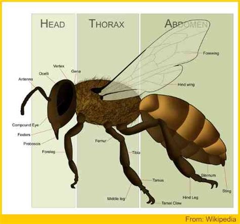 Honey Bee Anatomy - With Illustration And Explanatory Notes