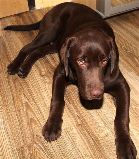 Weimaraner Chocolate Lab Mix Puppies : Labmaraner (Weimaraner-Labrador ...