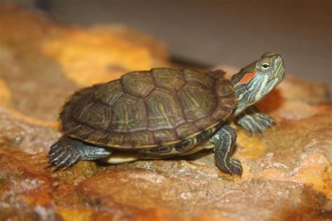 Red-Eared Slider Turtle Care: Tank Setup, Feeding, and Upkeep - PetHelpful