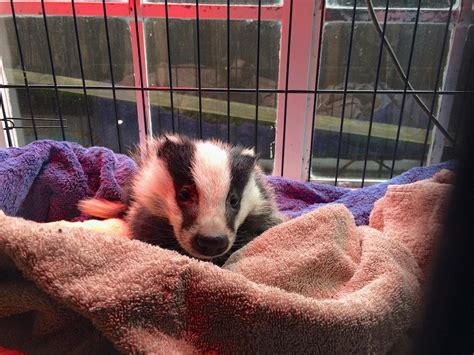 British Wildlife Centre ~ Keeper's Blog: Badger Cubs