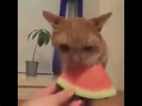 cat eating watermelon - YouTube