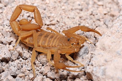 Arizona Bark Scorpions in Las Vegas and Henderson - American Pest Control