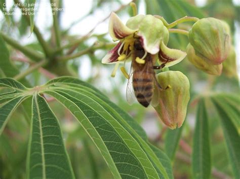 PlantFiles Pictures: Manihot Species, Hardy Tapioca (Manihot grahamii) by palmbob