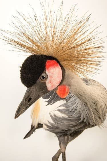 Gray crowned crane, facts and photos