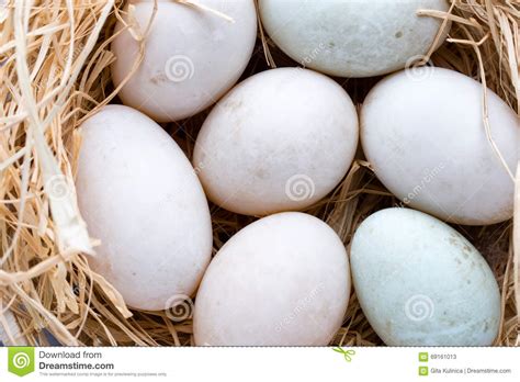 Duck Eggs Nest, Spring Easter Symbol. Stock Image - Image of boiled ...