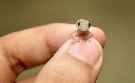 This incredible creature, believed to be a typical house gecko common in the Philippines, is one ...