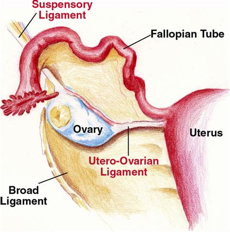 Ovarian ligament - Location, Anatomy, Function and Pictures