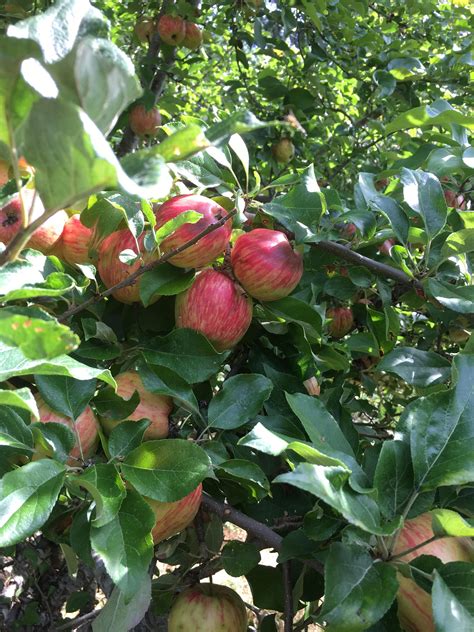 :) my honeycrisp apple tree #gardening #garden #DIY #home #flowers #roses #nature #landscaping # ...