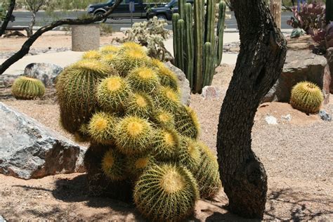 Wild Cactus Arizona desert Cactus Flowers, Cactus Plants, Blooming Succulents, Arizona, Wild ...