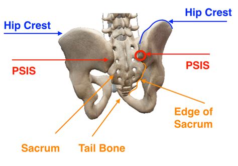 [DIAGRAM] Diagram Of Back And Hip Bones - MYDIAGRAM.ONLINE