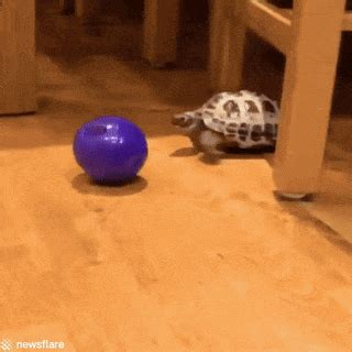 Turtle activity | Turtle activities, Funny animal pictures, Cute little animals