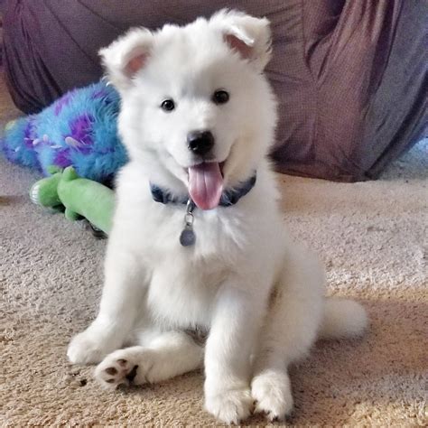 My Samoyed/Husky mix : r/aww