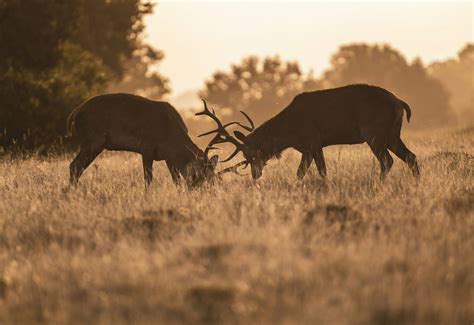 Wildlife Photography Workshop in Richmond Park, London