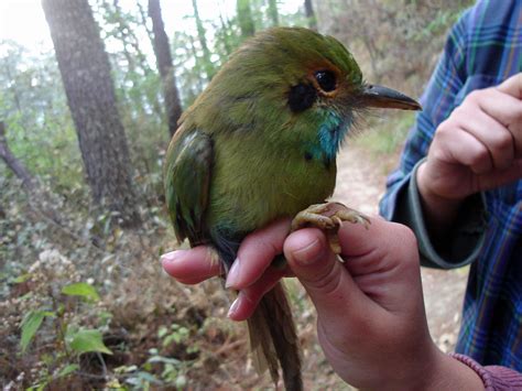 Birds of The World: Motmots (Momotidae), Todys (Todidae)