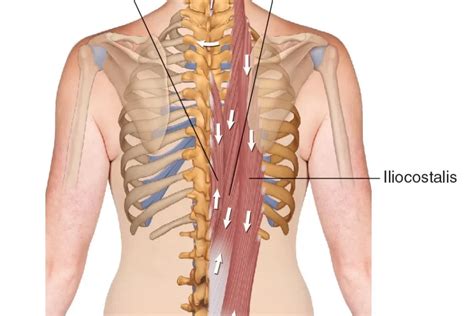 Erector Spinae Muscle - Origin, Insertion, Function,