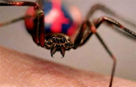 Black Widow Spider Bite Pictures : Latrodectus, The Black Widow Spider ...